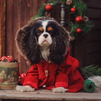 Обои Dog Cavalier King Charles Spaniel in Christmas Costume 208x208