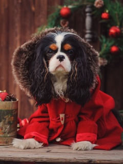 Обои Dog Cavalier King Charles Spaniel in Christmas Costume 240x320