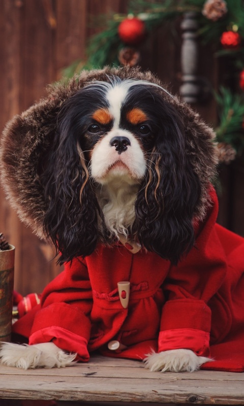 Обои Dog Cavalier King Charles Spaniel in Christmas Costume 480x800