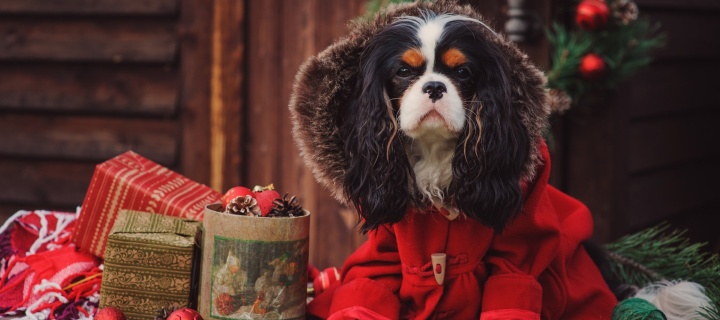 Обои Dog Cavalier King Charles Spaniel in Christmas Costume 720x320