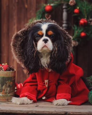 Dog Cavalier King Charles Spaniel in Christmas Costume papel de parede para celular para Nokia Asha 305
