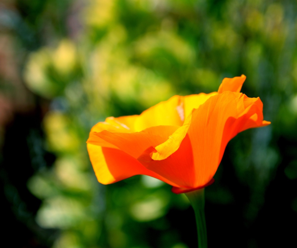 Fondo de pantalla Orange Bokeh Flower 960x800