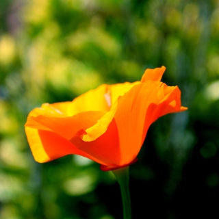 Orange Bokeh Flower sfondi gratuiti per 128x128