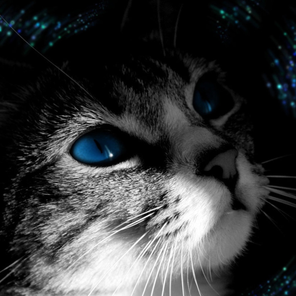 Обои Blue Eyed Cat 1024x1024