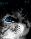 Fondo de pantalla Blue Eyed Cat 128x160