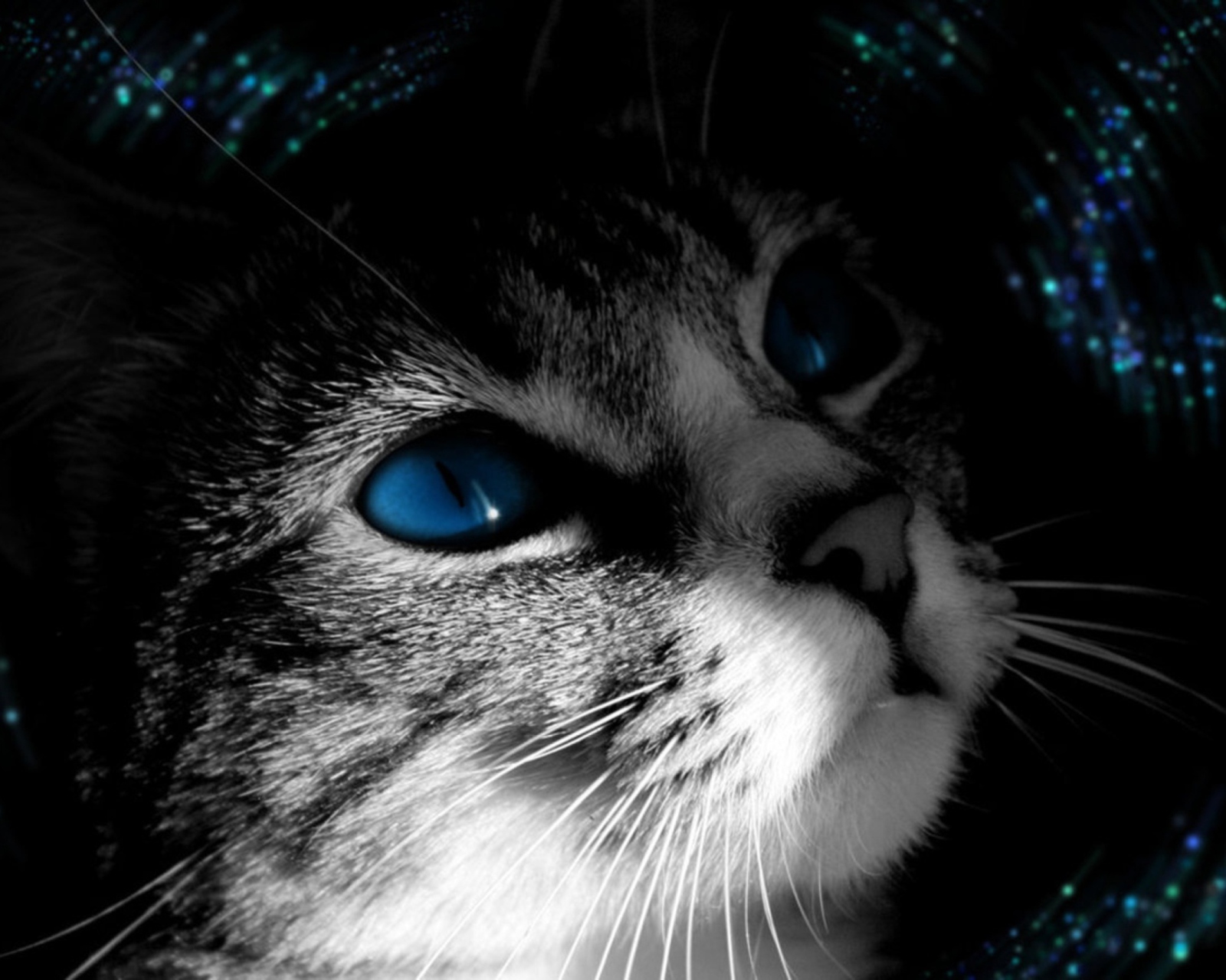 Обои Blue Eyed Cat 1600x1280