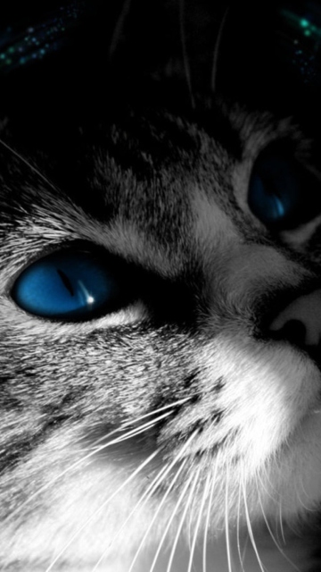 Fondo de pantalla Blue Eyed Cat 360x640