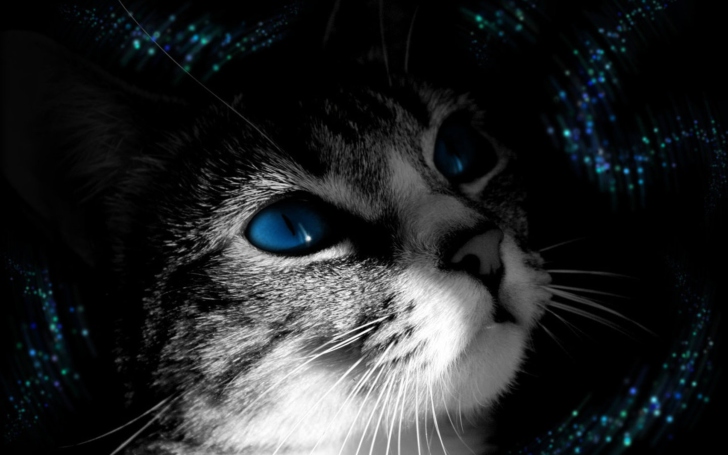 Fondo de pantalla Blue Eyed Cat