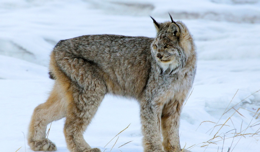 Обои Canada Lynx 1024x600