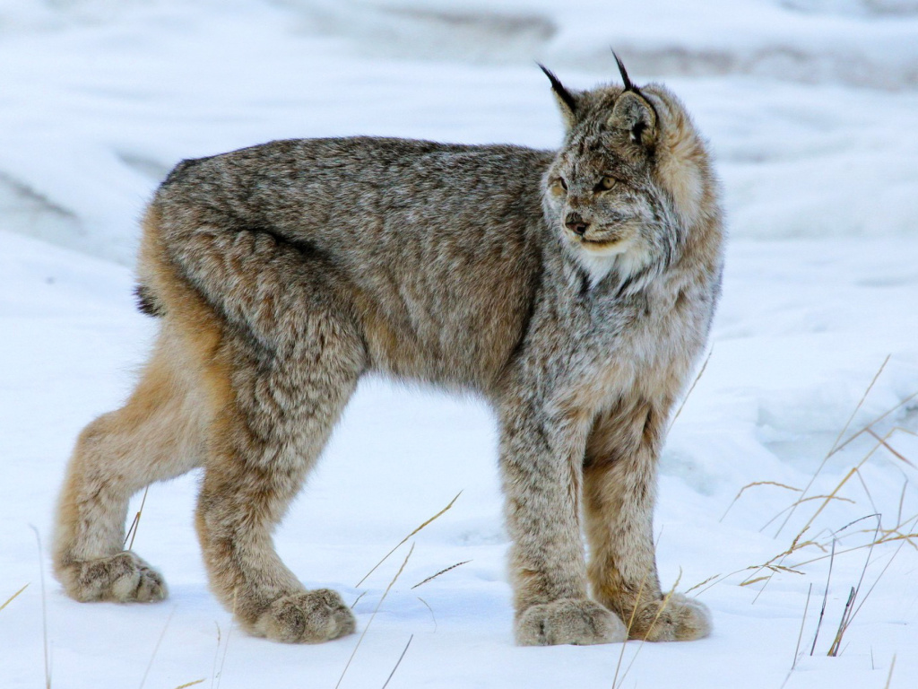 Обои Canada Lynx 1024x768
