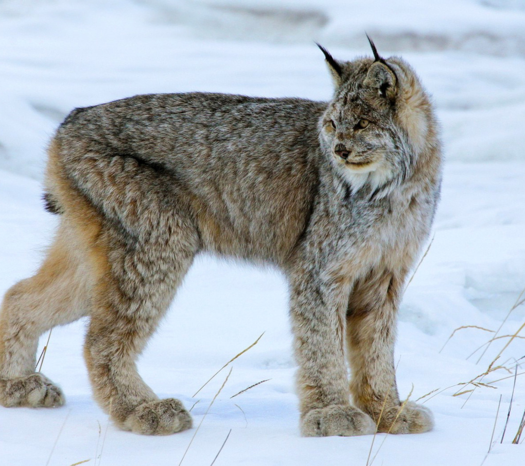 Обои Canada Lynx 1080x960