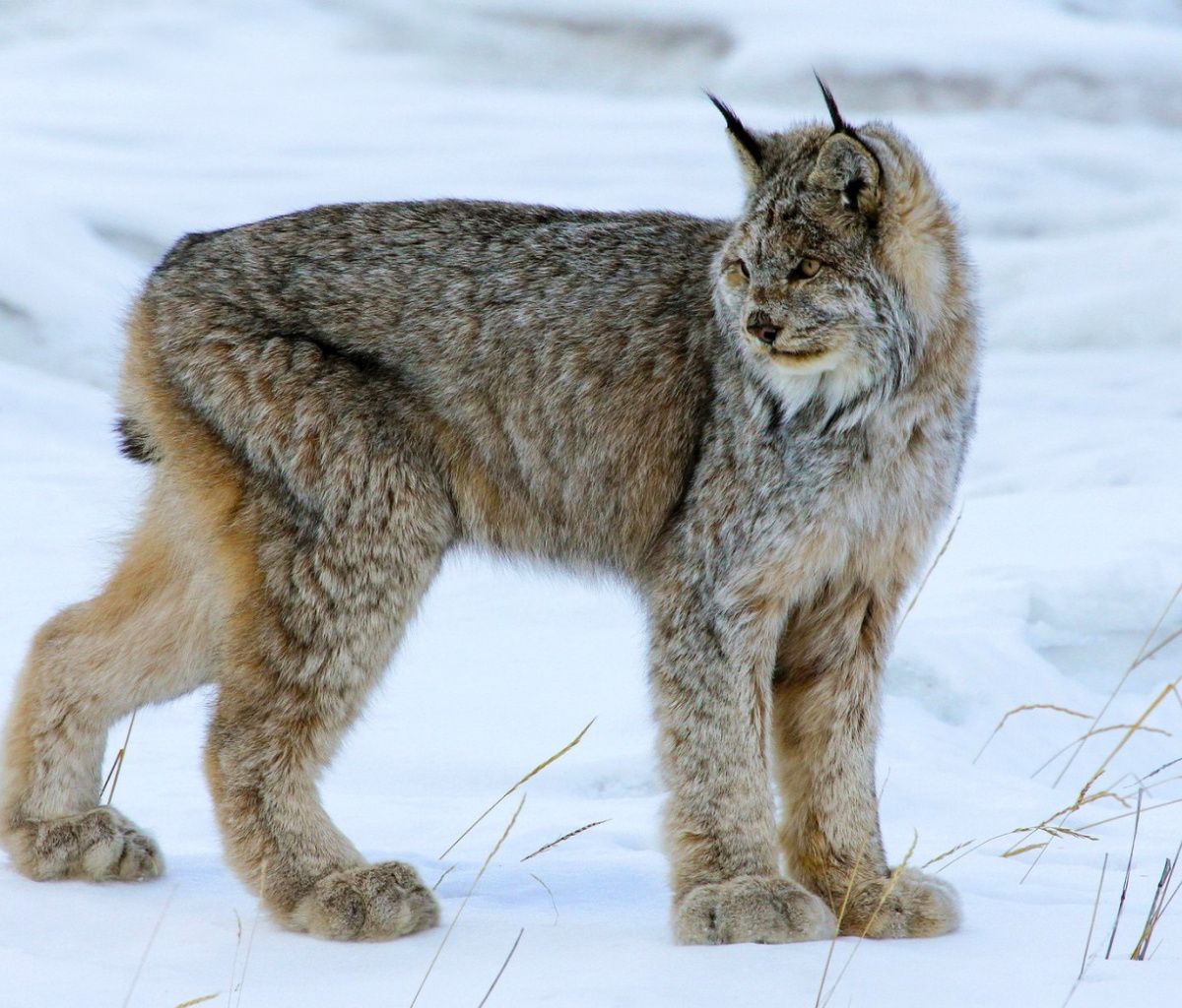 Canada Lynx wallpaper 1200x1024