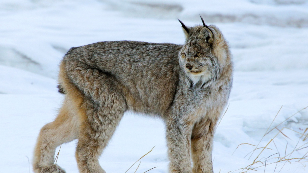 Fondo de pantalla Canada Lynx 1280x720