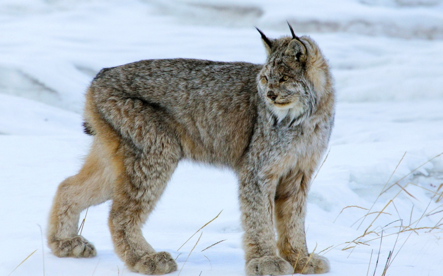 Screenshot №1 pro téma Canada Lynx 1440x900