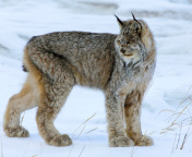 Canada Lynx screenshot #1 176x144