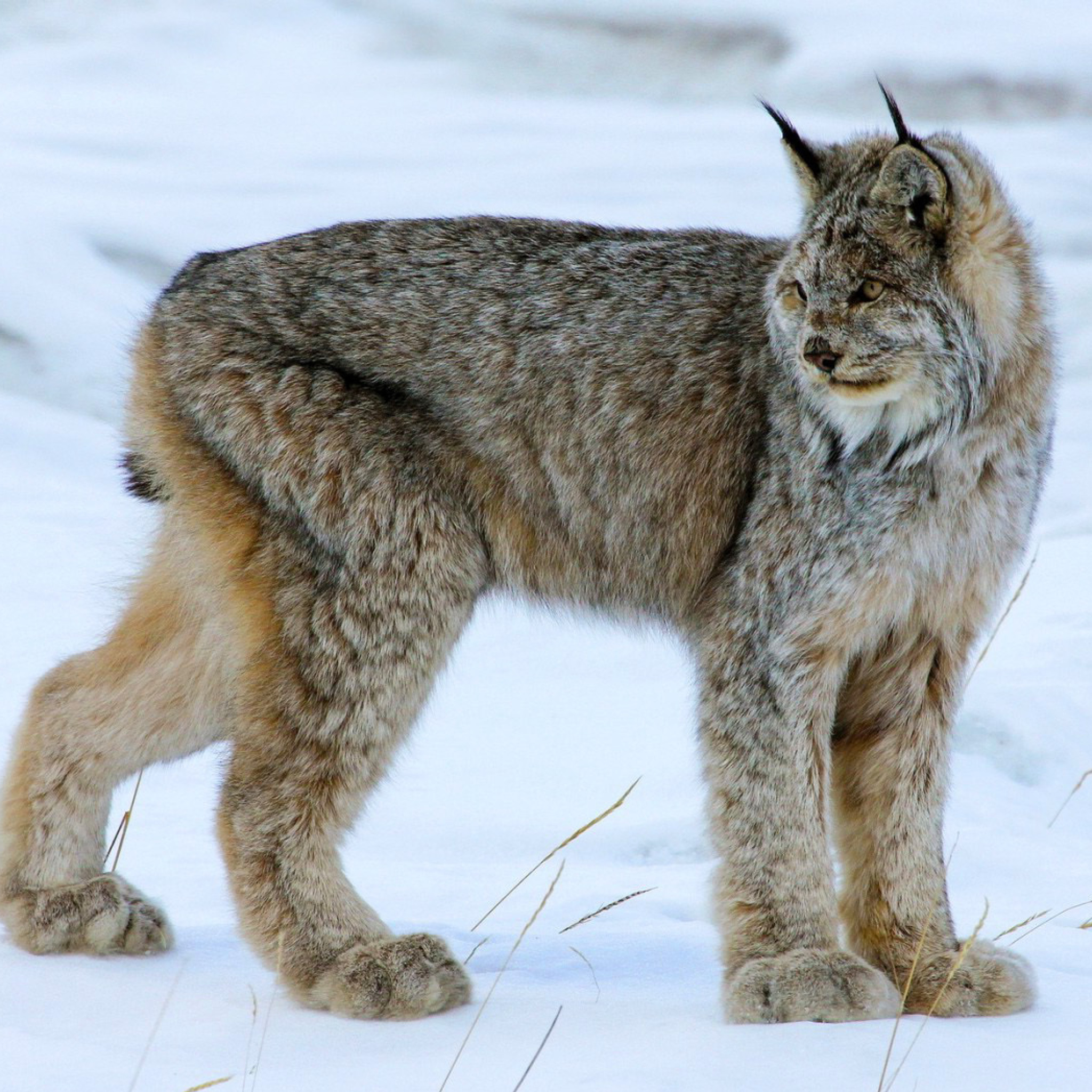 Обои Canada Lynx 2048x2048