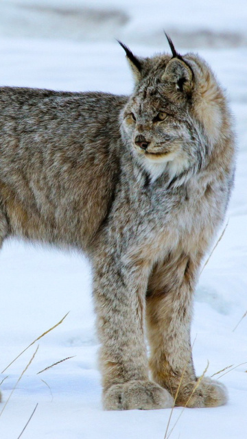 Screenshot №1 pro téma Canada Lynx 360x640