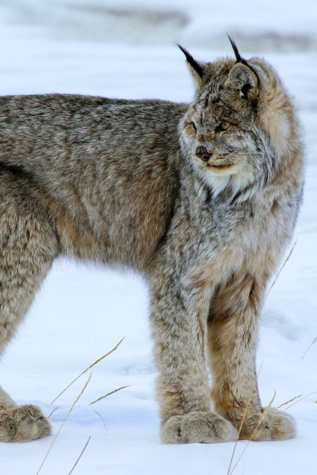 Обои Canada Lynx 640x960