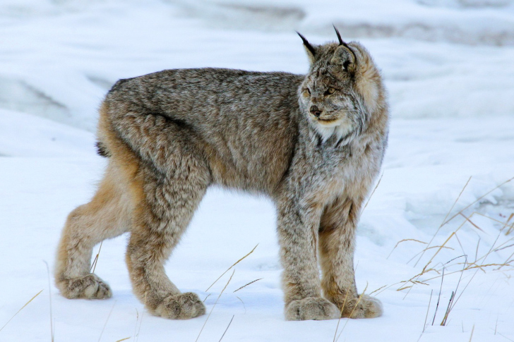 Обои Canada Lynx