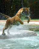 Screenshot №1 pro téma Powerful Animal Tiger 128x160