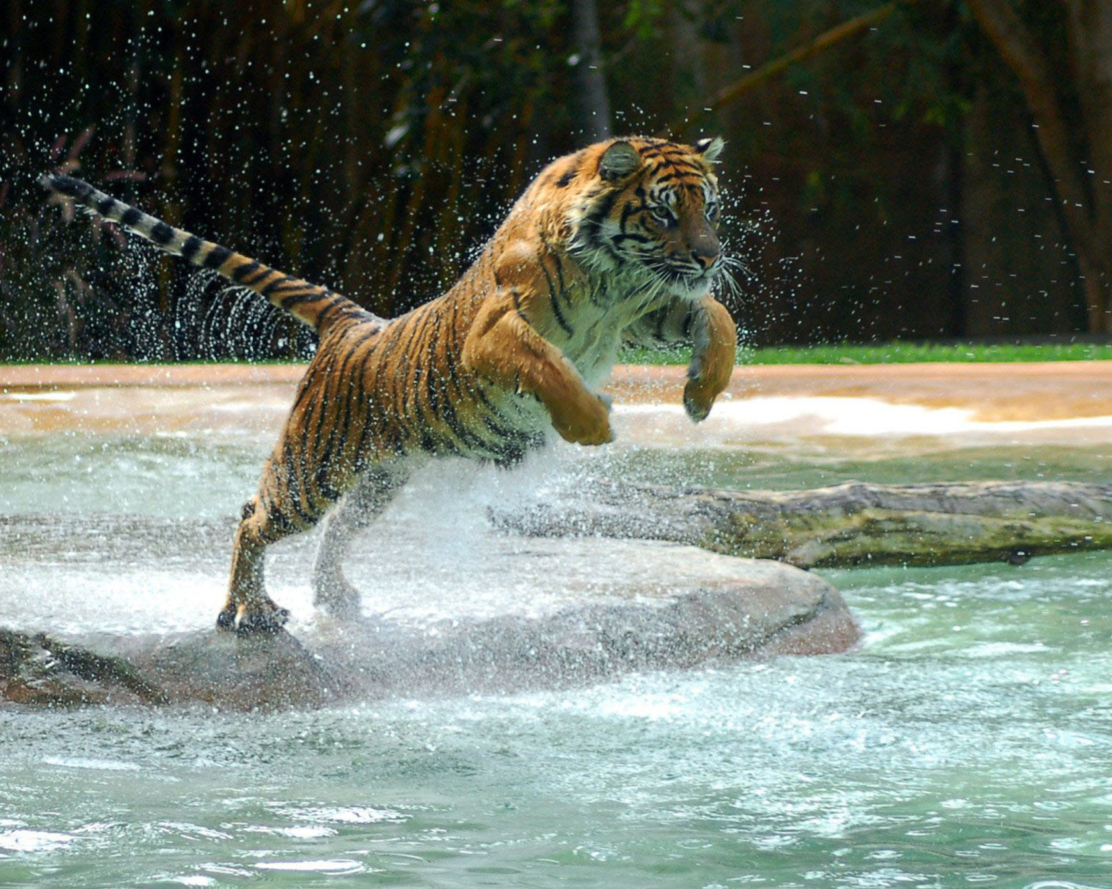 Обои Powerful Animal Tiger 1600x1280