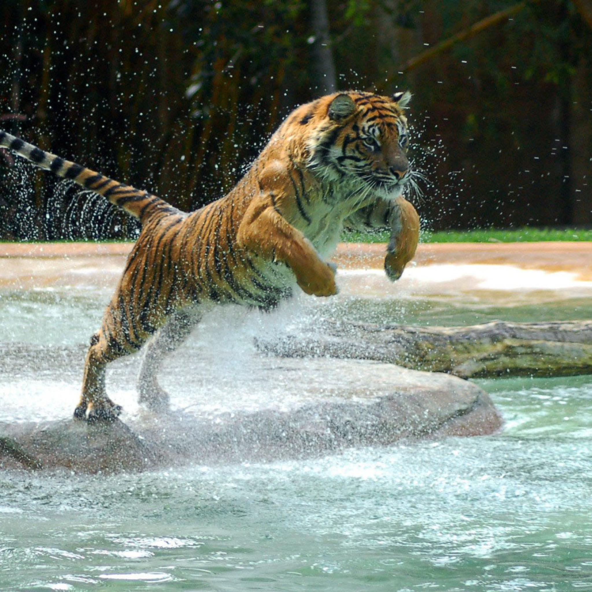 Screenshot №1 pro téma Powerful Animal Tiger 2048x2048