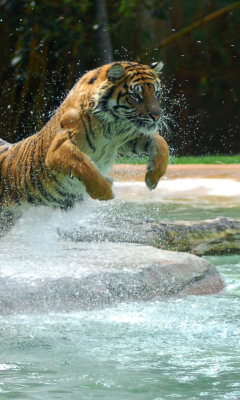 Fondo de pantalla Powerful Animal Tiger 240x400