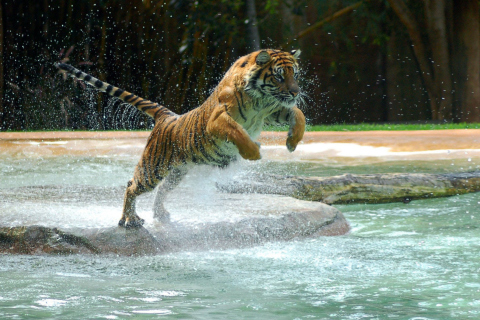 Обои Powerful Animal Tiger 480x320