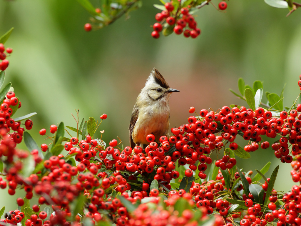 Sfondi Bird in Pyracantha berries 1024x768