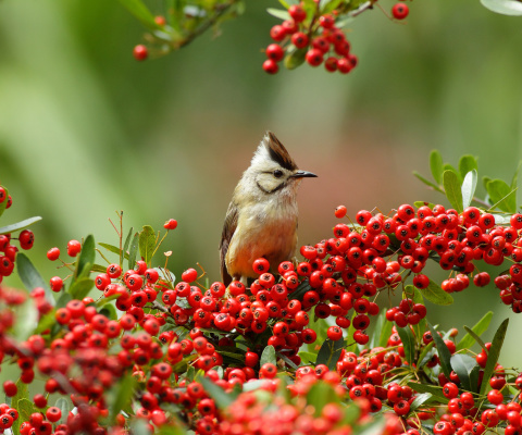 Fondo de pantalla Bird in Pyracantha berries 480x400