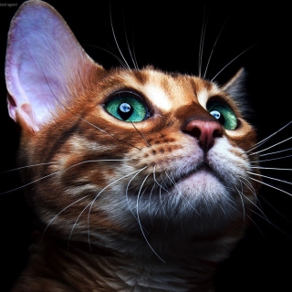 Sad Kitten - Obrázkek zdarma pro iPad 2