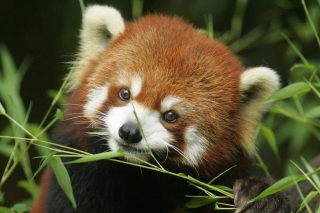 Red Panda - Obrázkek zdarma pro LG Optimus M