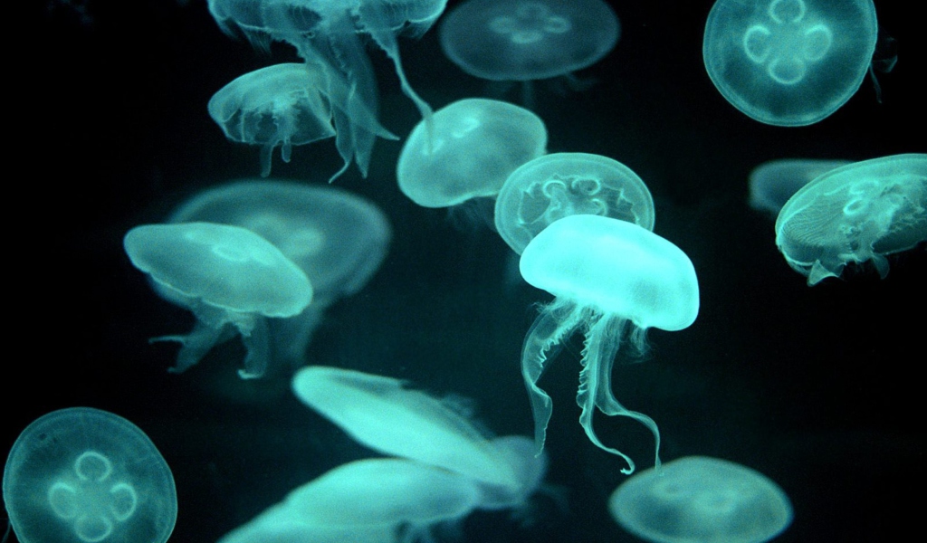 Jellyfish wallpaper 1024x600