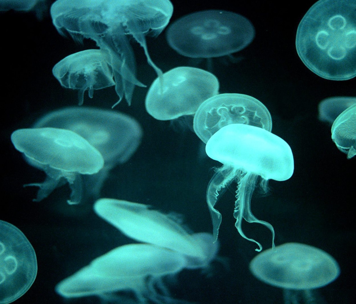 Sfondi Jellyfish 1200x1024