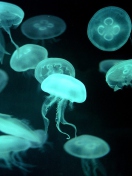 Jellyfish screenshot #1 132x176