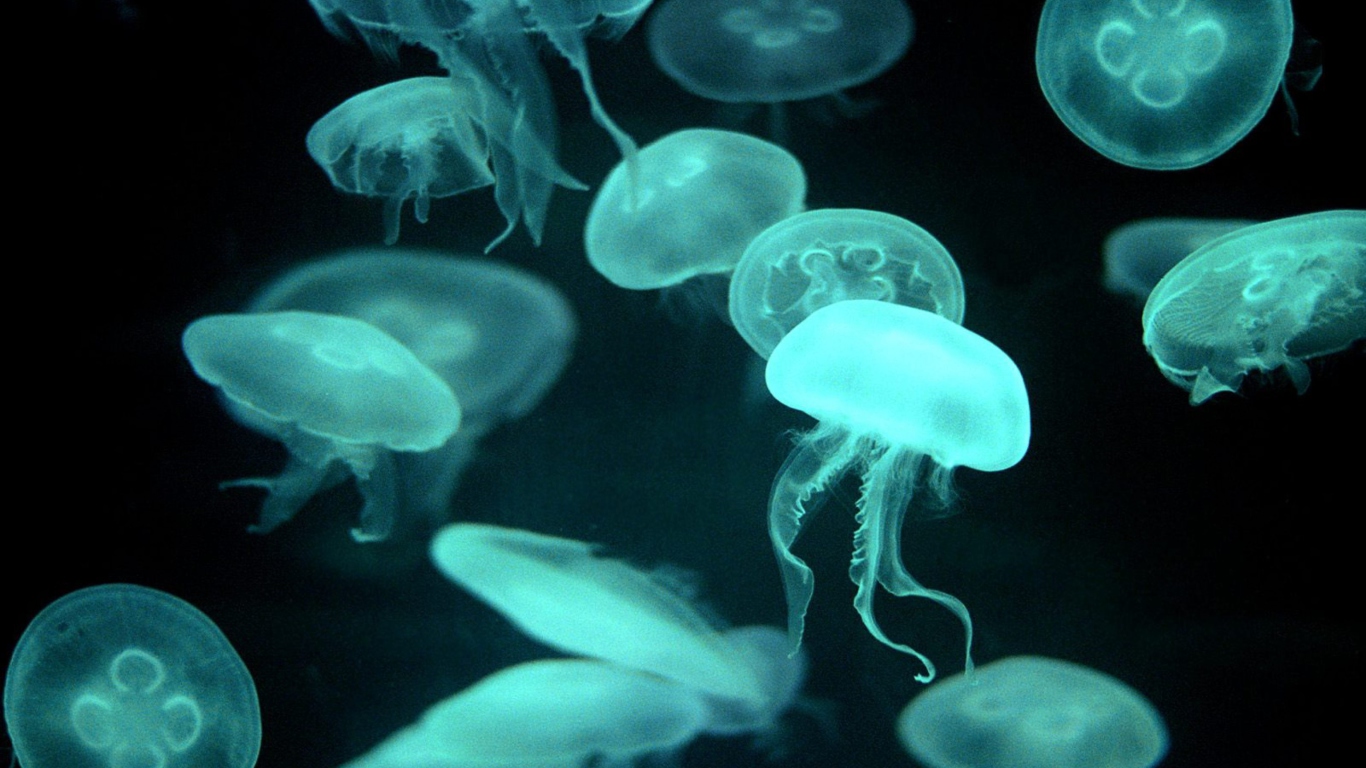 Fondo de pantalla Jellyfish 1366x768