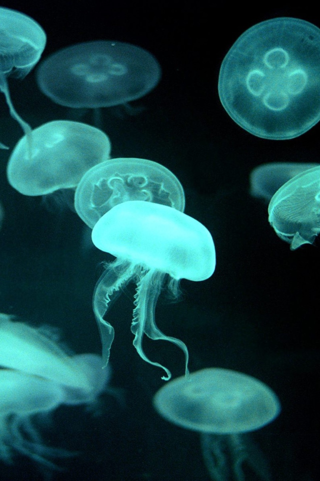 Jellyfish screenshot #1 640x960