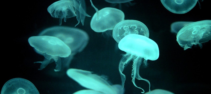 Jellyfish screenshot #1 720x320