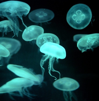 Kostenloses Jellyfish Wallpaper für iPad Air