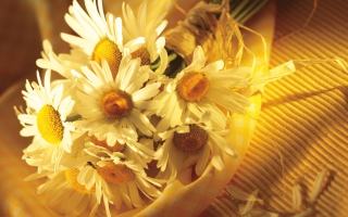 Daisies - Obrázkek zdarma pro 1280x800