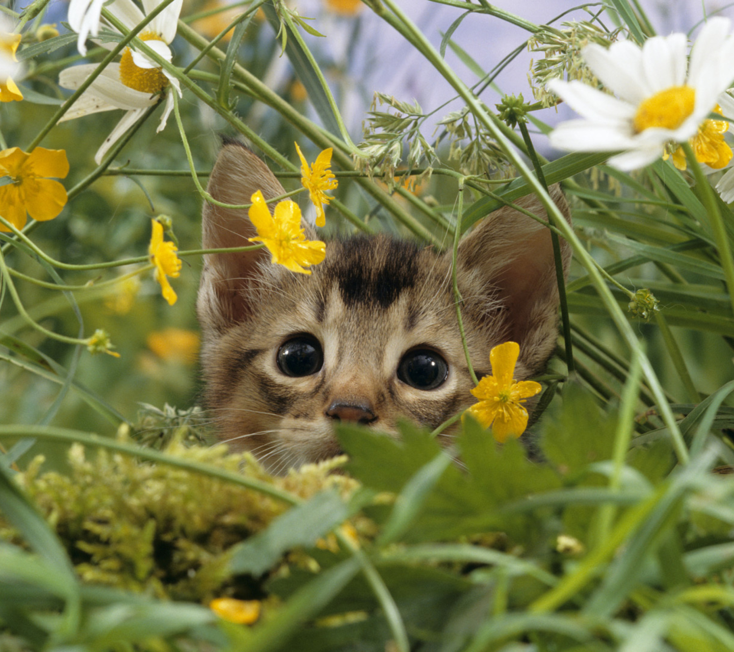 Screenshot №1 pro téma Kitten Hiding Behind Yellow Flowers 1440x1280