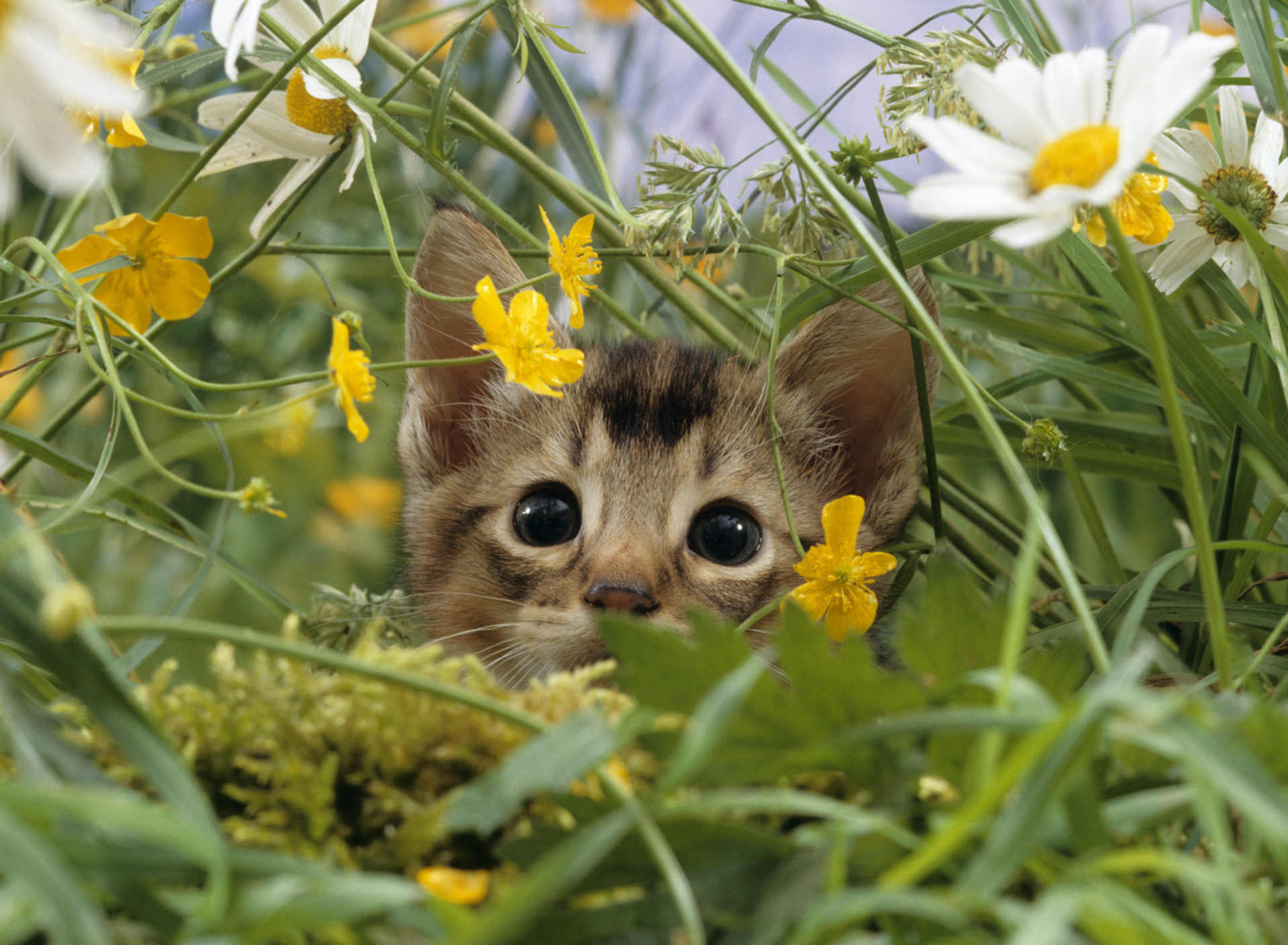 Fondo de pantalla Kitten Hiding Behind Yellow Flowers 1920x1408