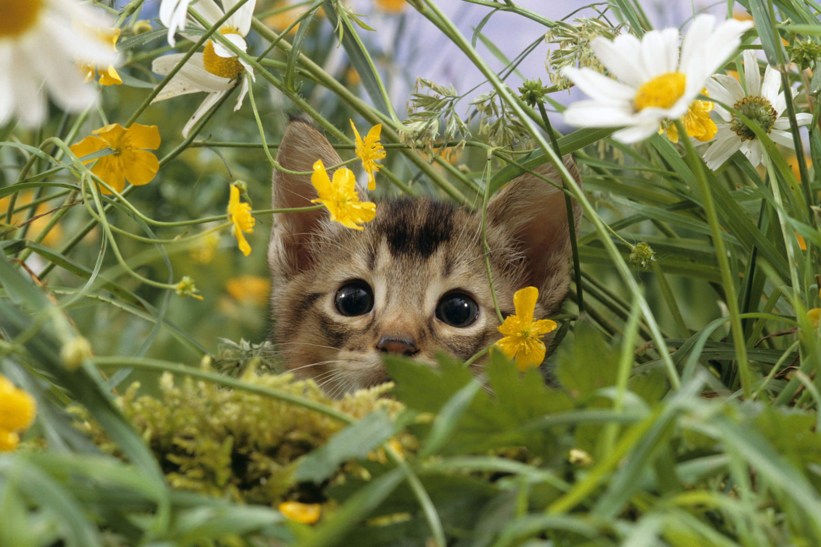 Kitten Hiding Behind Yellow Flowers wallpaper 2880x1920