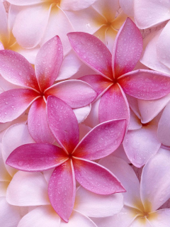 Fondo de pantalla Pinky Flowers 240x320