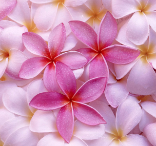 Kostenloses Pinky Flowers Wallpaper für iPad mini