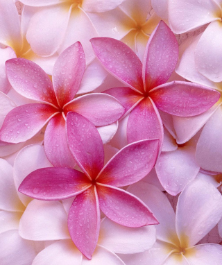 Pinky Flowers - Obrázkek zdarma pro iPhone 3G