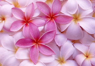 Pinky Flowers - Obrázkek zdarma pro 1440x900