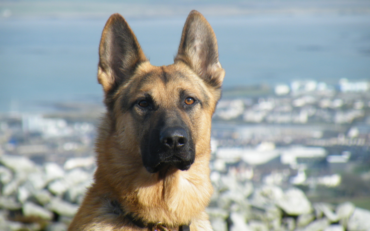 German Shepherd screenshot #1 1280x800