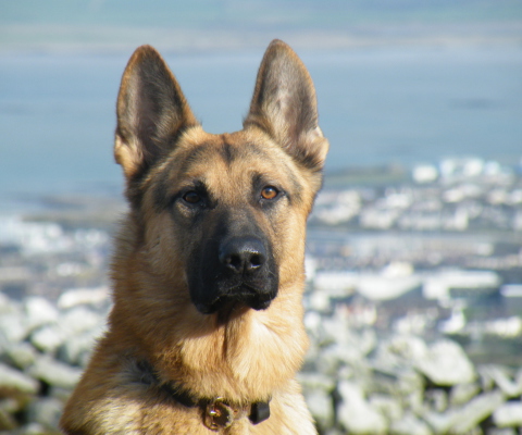 German Shepherd screenshot #1 480x400