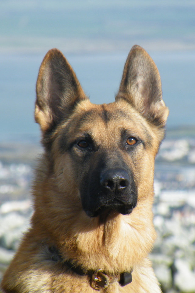 Screenshot №1 pro téma German Shepherd 640x960